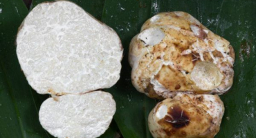 Bílý lanýž je nejdražší gurmánská houba